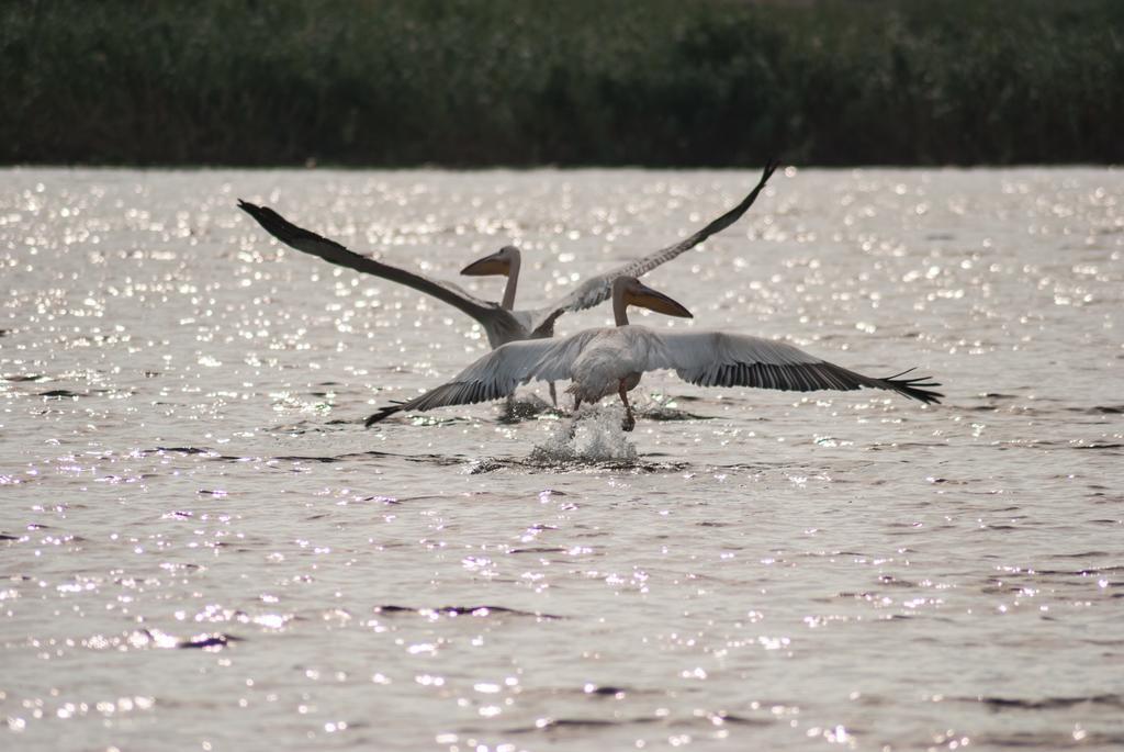 Delta Nature Resort Tulcea Eksteriør bilde