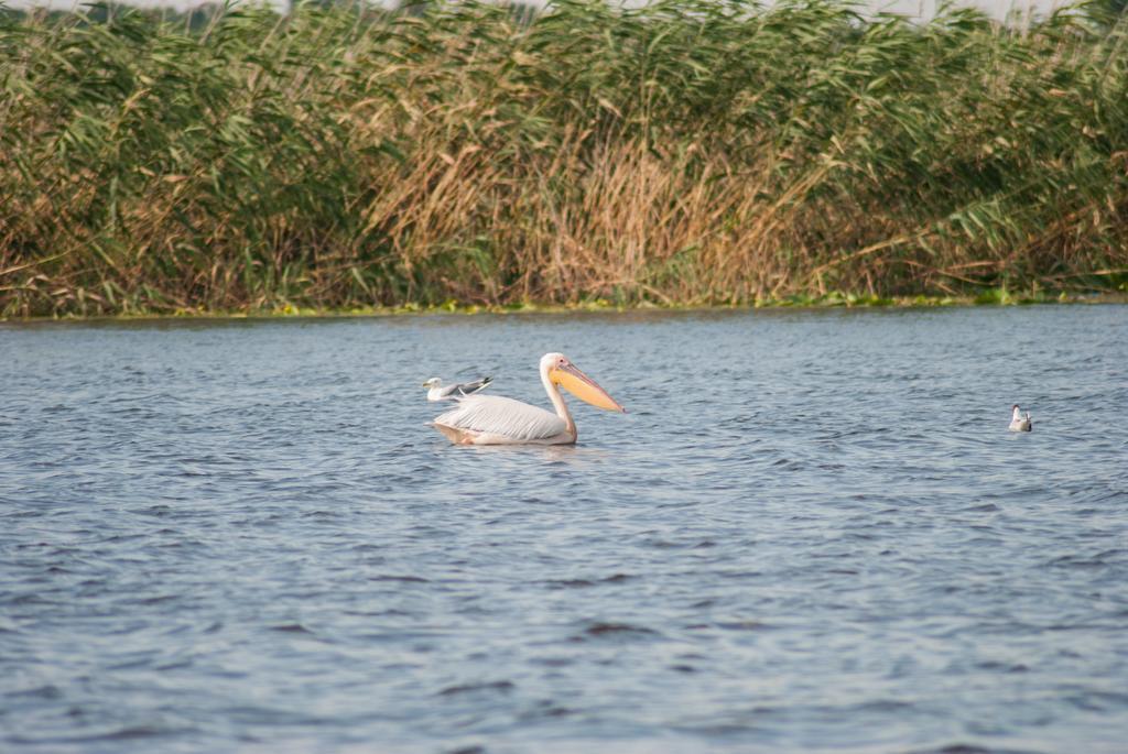 Delta Nature Resort Tulcea Eksteriør bilde
